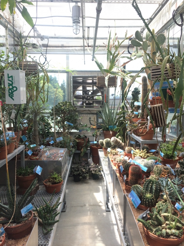 Xeric Room of Dartmouth Greenhouse