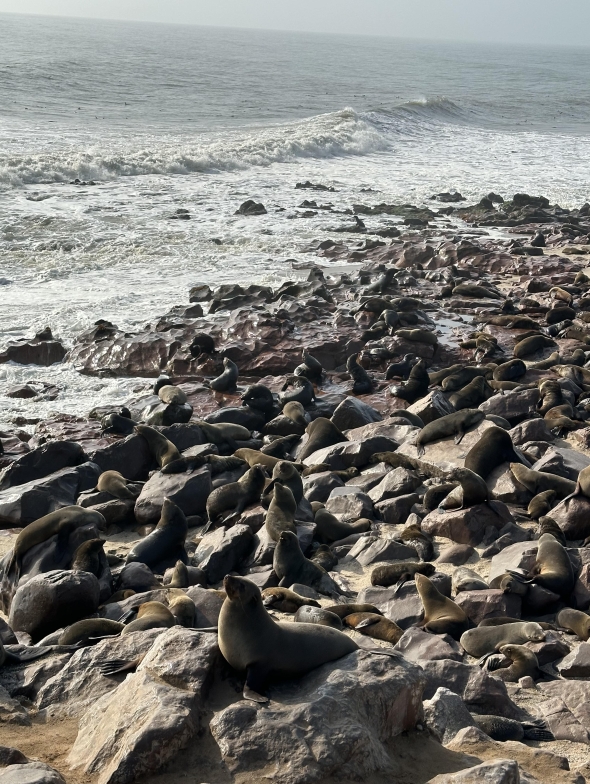 At least 50 seals gather on the shores of Namibia's Cape Cross on a sunny blue-skied day.