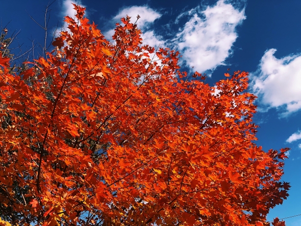 sydney wuu red trees