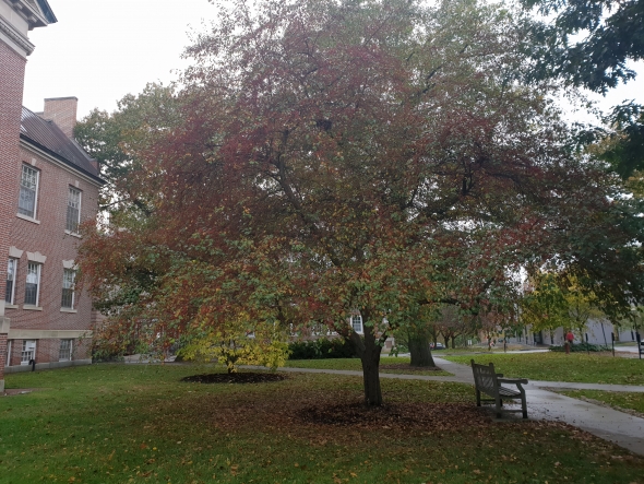 Bench under a Red Tree