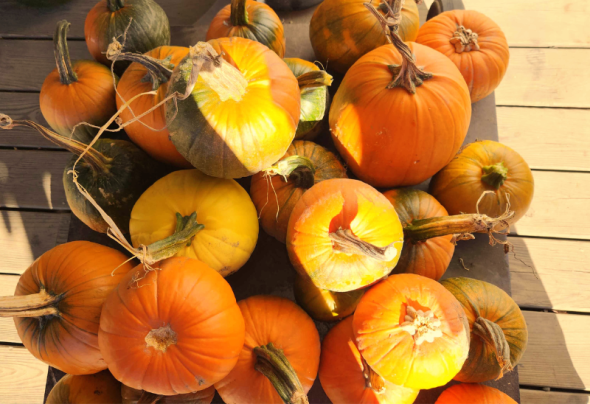 A photo of a cluster of round, orange, freshly picked pumpkins