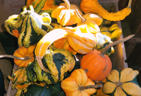 A photo of sunlit gourds & pumpkins in a wooden bin