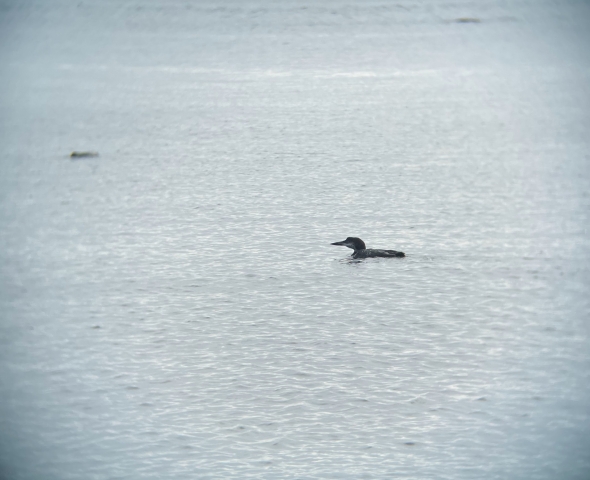 A common loon in the dark sea