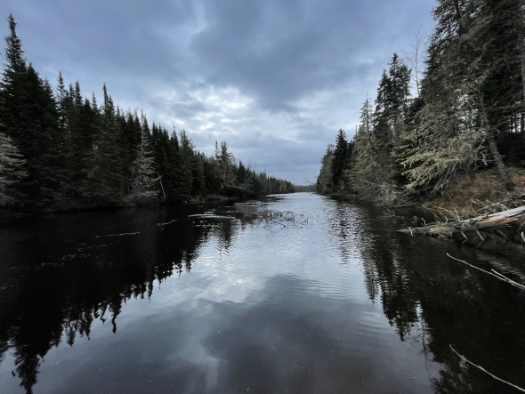 dark skies over a very dark river, spruces line the river