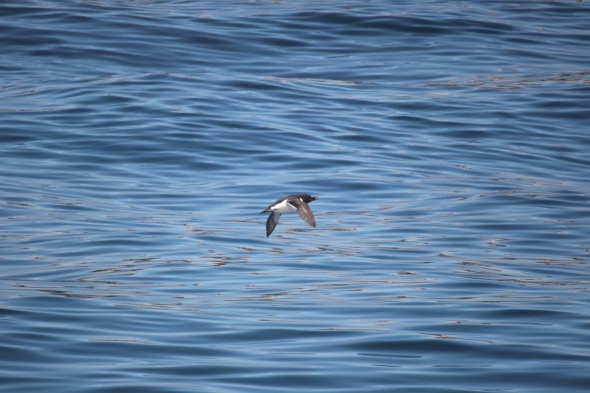 a picture of a dovekie flying over the water