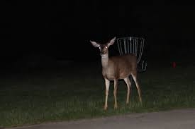 deer light