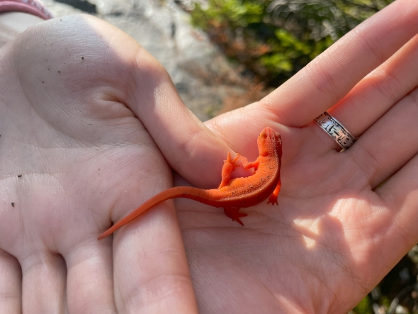a bright orange eastern newt in Kalina's hands
