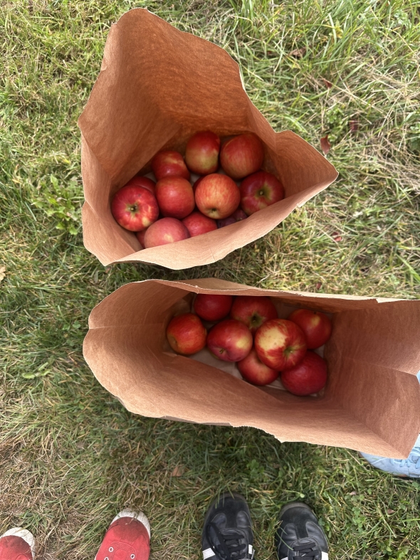 Two large bags filled with apples sit in the middle of a grassy patch, surrounded by lush green blades of grass, creating a simple yet vibrant display of freshly picked fruit.