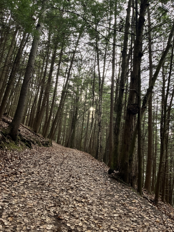 A photo of a trail at Pine Park. There are many leaves covering the dirt trail, and tall trees on both sides of the trail.
