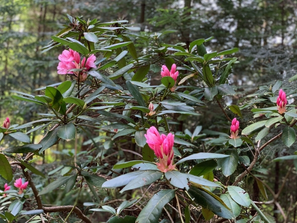 Flowers in bloom