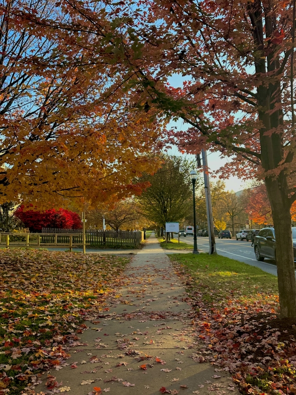 A picture of the sidewalk across the gym during the fall season; colorful leaves are displayed across the grass surrounding the sidewalk.