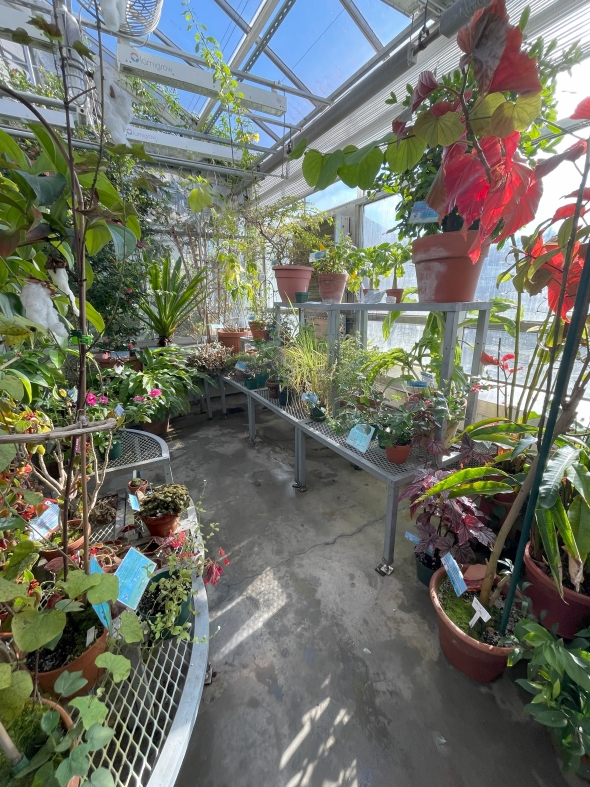 plants at the greenhouse