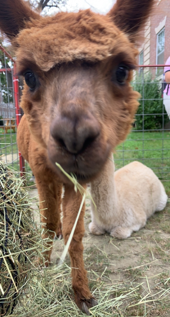 Alpaca