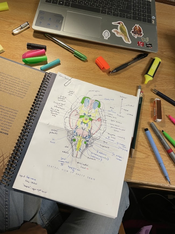 A picture of Kalina's neuroscience homework amidst colorful pens