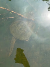 a picture of a snapping turtle