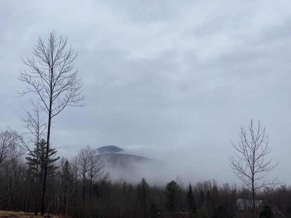 Foggy view of bare trees from the side of Mount Cabot, NH.