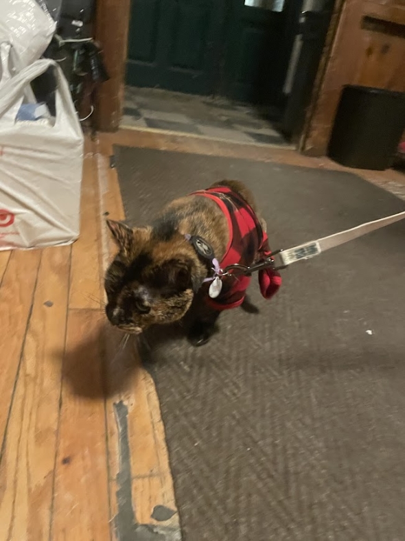  a picture of a dark brown cat on a leash wearing a red coat