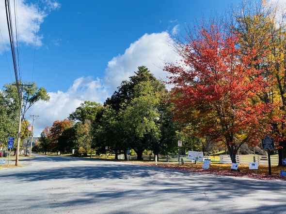A bright red Maple tree lit by bright sunlight on the side of an empty road. 