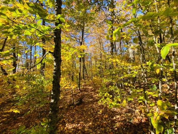 A forested path with sunlight filtering through a canopy of yellow foliage. 