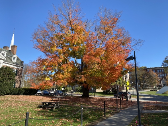 A Maple tree turning bright red on Dartmouth's campus.