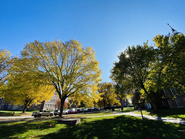 A landscape view of yellow foliage illuminated by the sun on Dartmouth's campus.