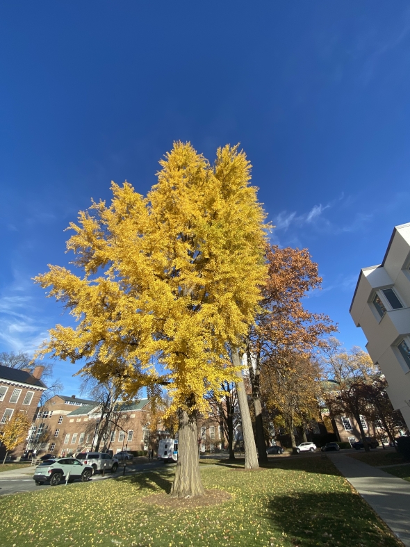 A bright yellow Ginkgo tree shedding leaves on Dartmouth's campus.