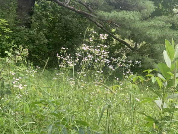 Wildflowers