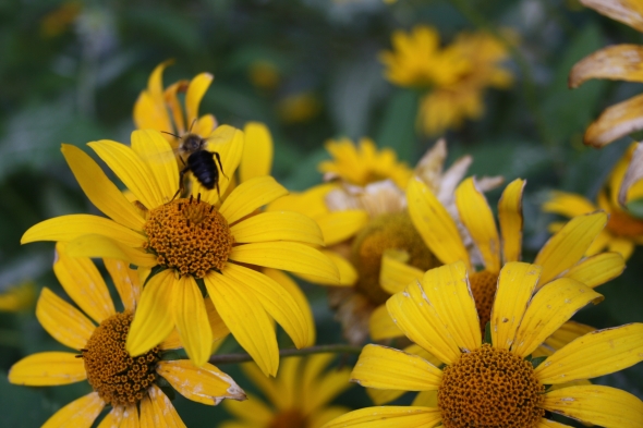 Bumble Bee and Yellow Flowers 