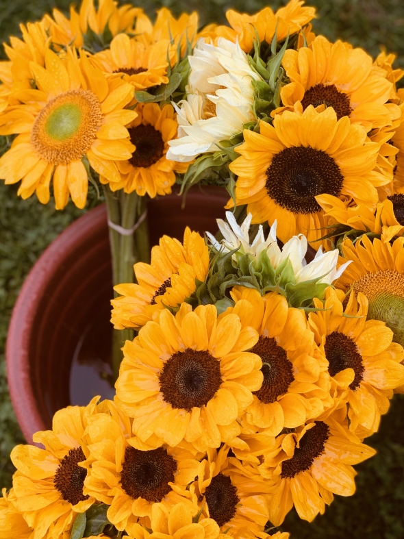 Sunflowers