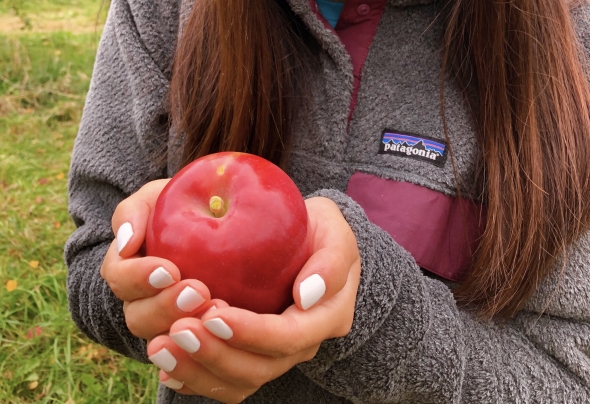 apple picking