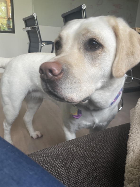 a close-up photo of the white labrador retriever Juniper in Kalina's lab space