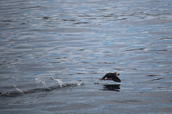a picture of a puffin in flight, gliding over the ocean surface