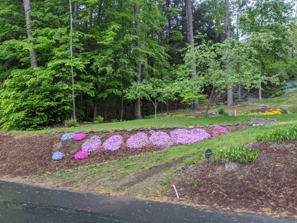 Picture of some beautiful flower blossoms on my walk around Occom Pond. 