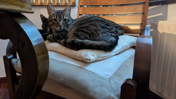 These are the two cats that live with Lily and her host mom in the apartment.