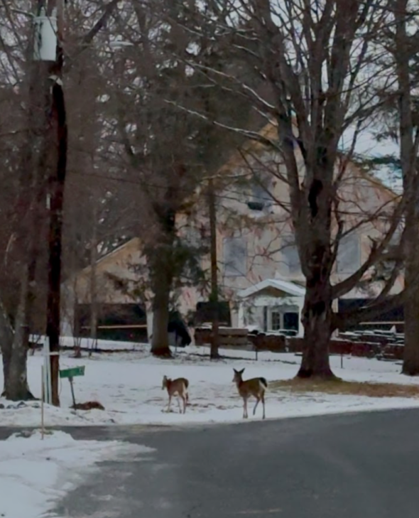 two deer along a snowy scenery