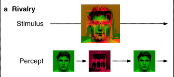 a screenshot from a neuroscience paper that shows two stimuli, a face and a house, and how they look when they are superimposed