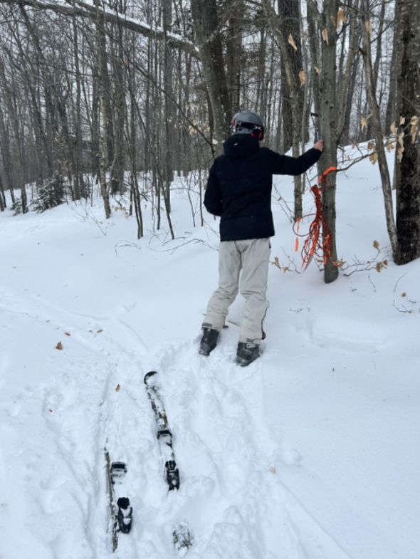 someone standing near a glade of trees in snow