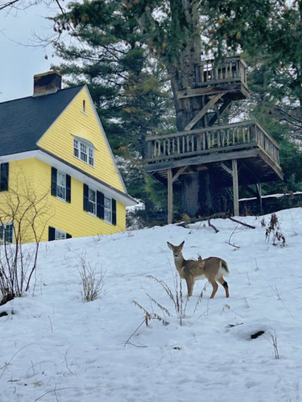 Deers near Occom Pond