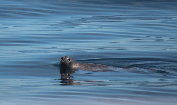 a picture of a seal in the ocean