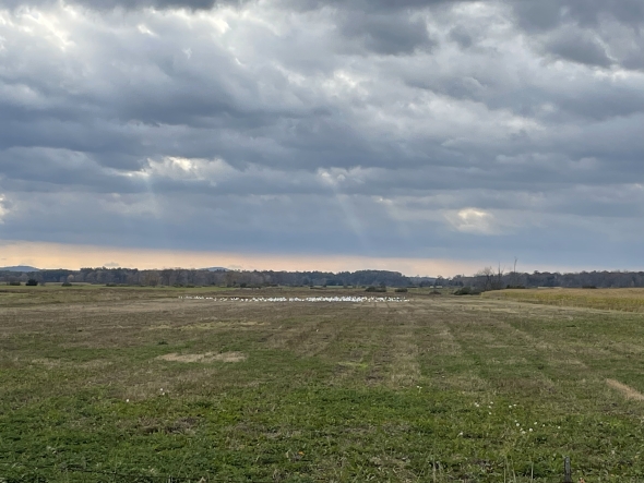 A field with a flock of snow geese in the distance