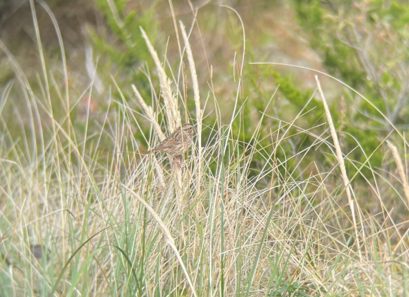 a small sparrow in the yellow grass