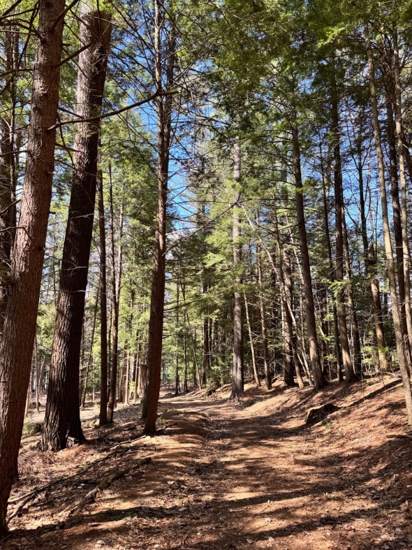 Tall pine trees and a dirt path in the woods at Pine Park