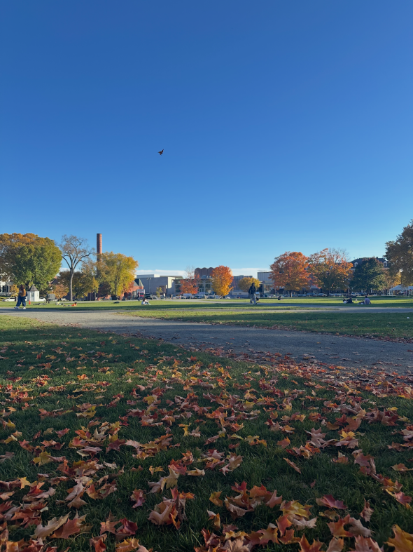 Orange and yellow leaves on a plot of green grass.