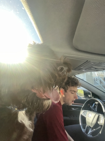 dog in car