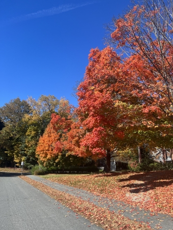 Foliage! Foliage!