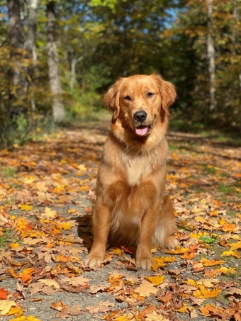 a golden retriver dog sitting in the middle of a road 