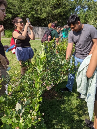 Picking cherry tomatoes and blueberries during FYSEP!